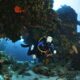 Cozumel Scuba Diving Certification ppal