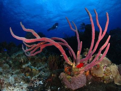 plongée sous-marine cozumel