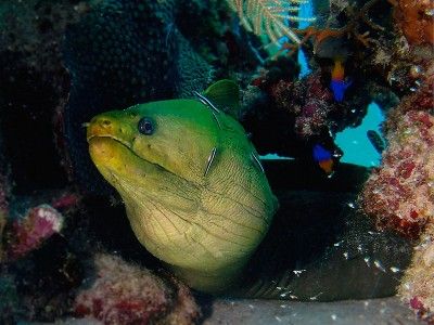 cozumel plongée