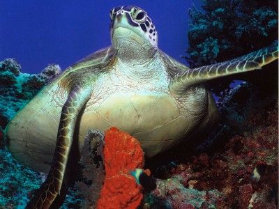 Centro Immersioni Cozumel