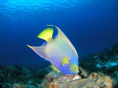 Tauchbasen Cozumel