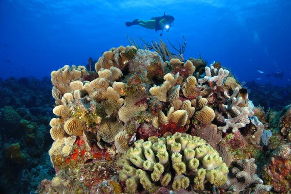 Cozumel Scuba Diving Pictures