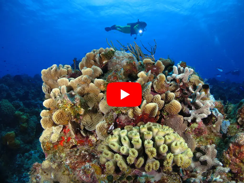 Cozumel Scuba Diving Video