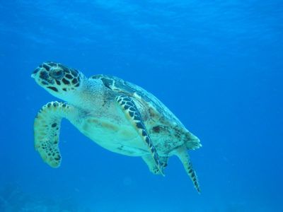 snorkel Cozumel