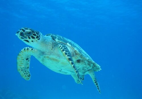 centros de snorkel cozumel