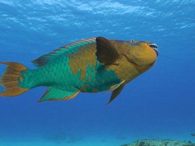 snorkeling cozumel