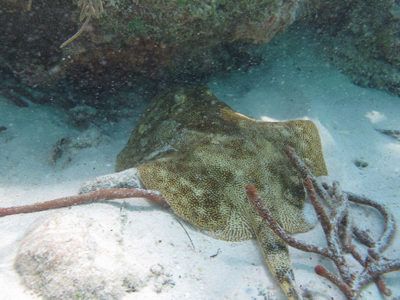 Snorkeling cozumel messico