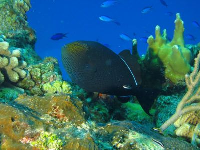 cozumel fare snorkel