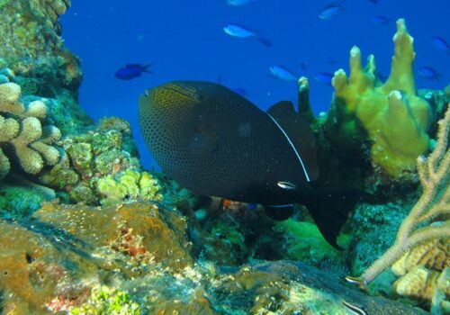 cozumel snorkeling shops - tienda de snorkel en cozumel