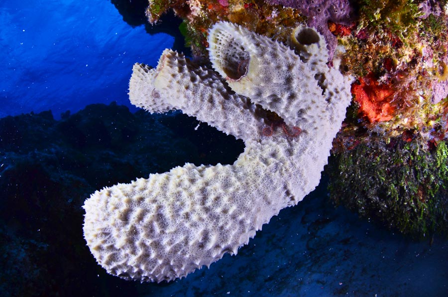 Reefs of Cozumel - Villa Blanca - cozumel y sus arrecifes