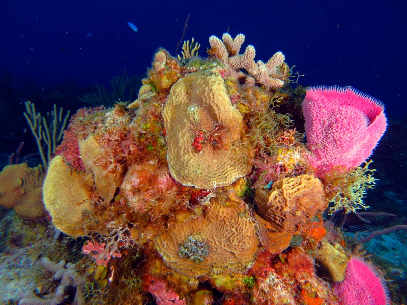 reefs in cozumel - Chankanaab Reef - arrecifes en cozumel