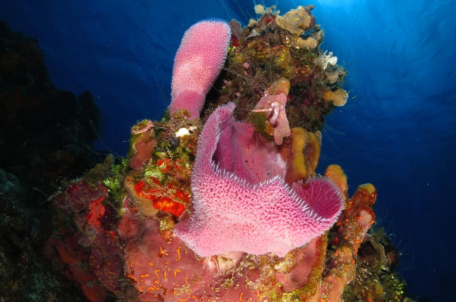 Cozumel reefs - Columbia - arrecifes de cozumel