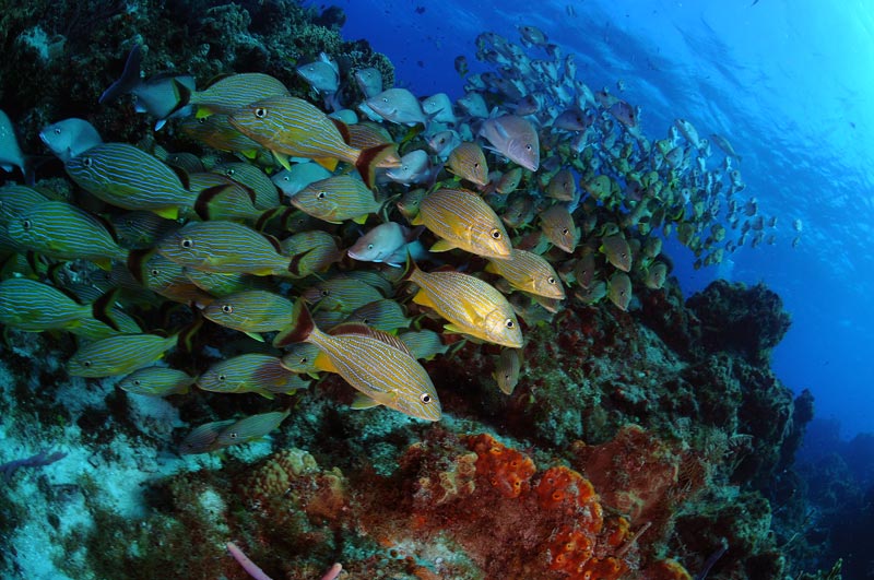 Reefs in Cozumel - Punta Francesa - arrecifes en cozumel