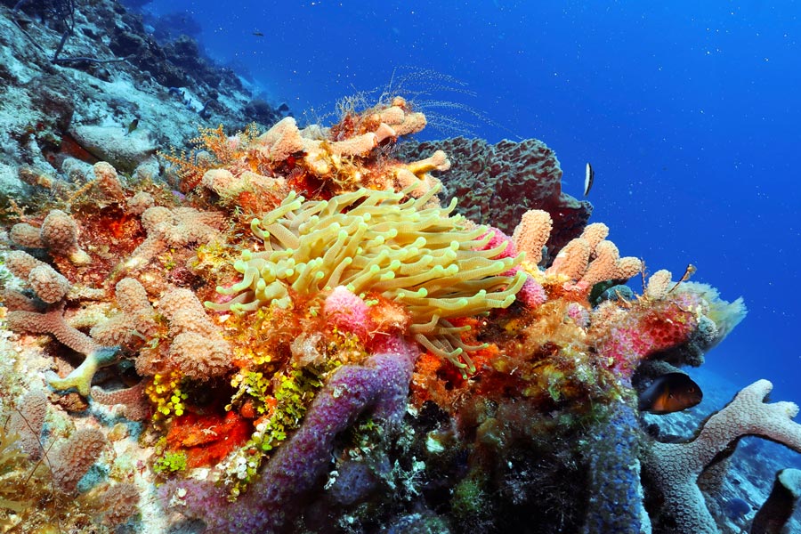Cozumel reef - Yucab - arrecife en cozumel
