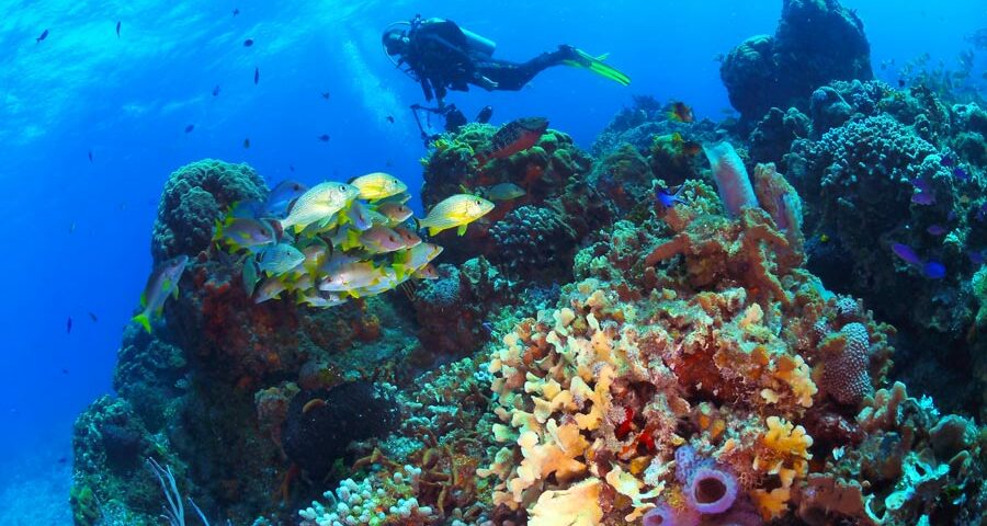 Cozumel reefs - principal - arrecifes de cozumel