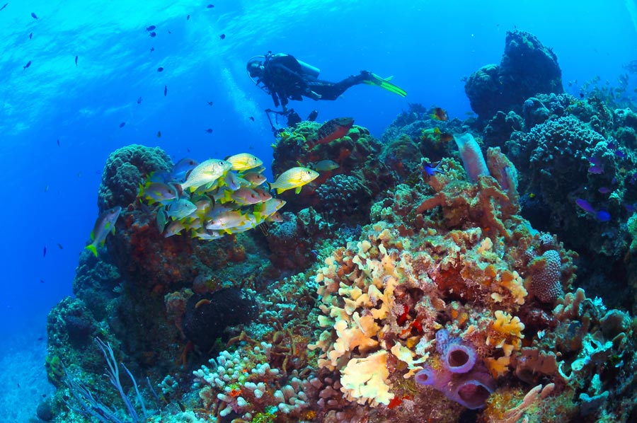 Cozumel reefs - principal - arrecifes de cozumel