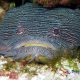 Cozumel splendid toadfish