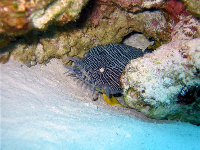 Pez Sapo Espléndido de Cozumel- derecha