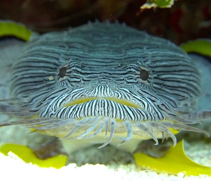 Cozumel. Splendid Toadfish II.