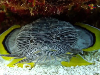 Cozumel. Splendid Toadfish.