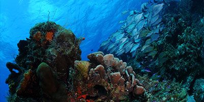 Cozumel_Diving_Excursion