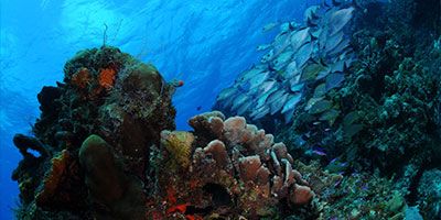 Cozumel Diving Excursion