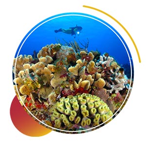dive resort in cozumel - BEST REEFS
