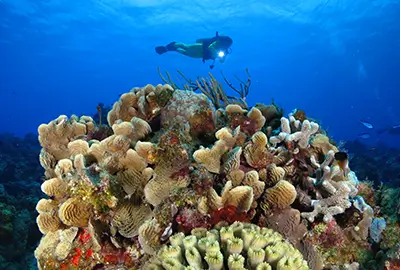 Dive Resort in Cozumel - Reefs Dive Resort in Cozumel - Reefs