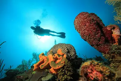 dive resort in bayahibe - SAONA dive resort in bayahibe - SAONA