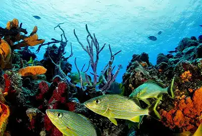 dive resort in bayahibe - best diving dive resort in bayahibe - best diving