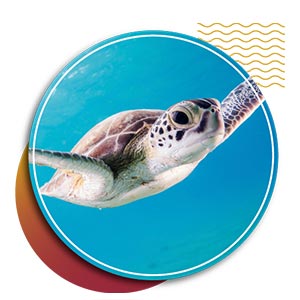 dive resort in punta cana - turtle