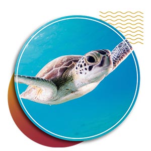 dive resort in punta cana - turtle