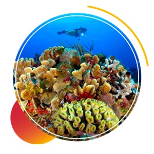 dive resorts in mexico - reefs