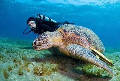 Dive resort in Montego Bay - tours