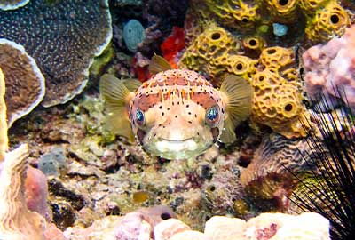 Dive resort in Montego Bay - reefs