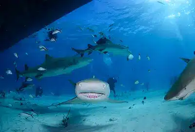 DIVE RESORTS in playa del carmen - BULL SHARKS DIVE RESORTS in playa del carmen - BULL SHARKS