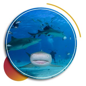 dive resorts in playa del carmen - bull shark