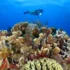 PADI Dives Resorts - Reefs