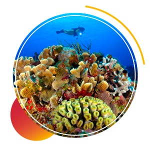 dive resorts - best reefs