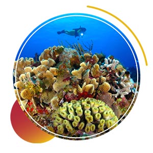 dive resorts in playa del carme - cozumel for divers