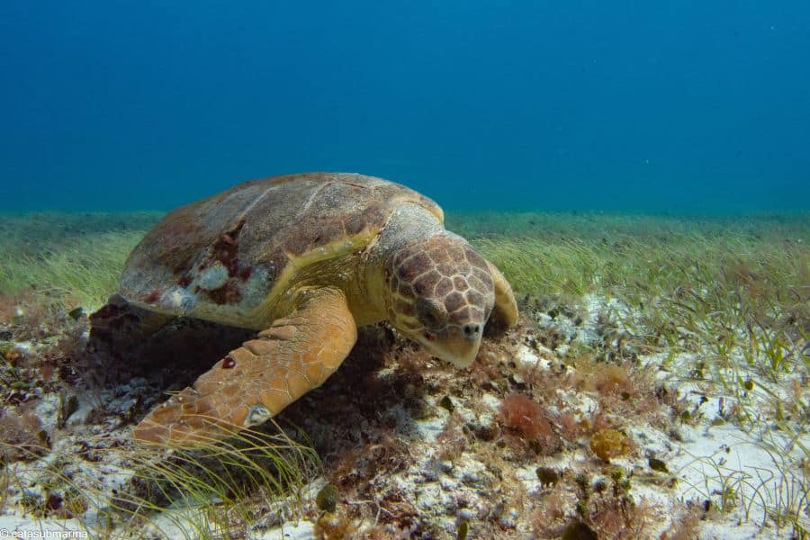 Photos of the deep sea - turtle