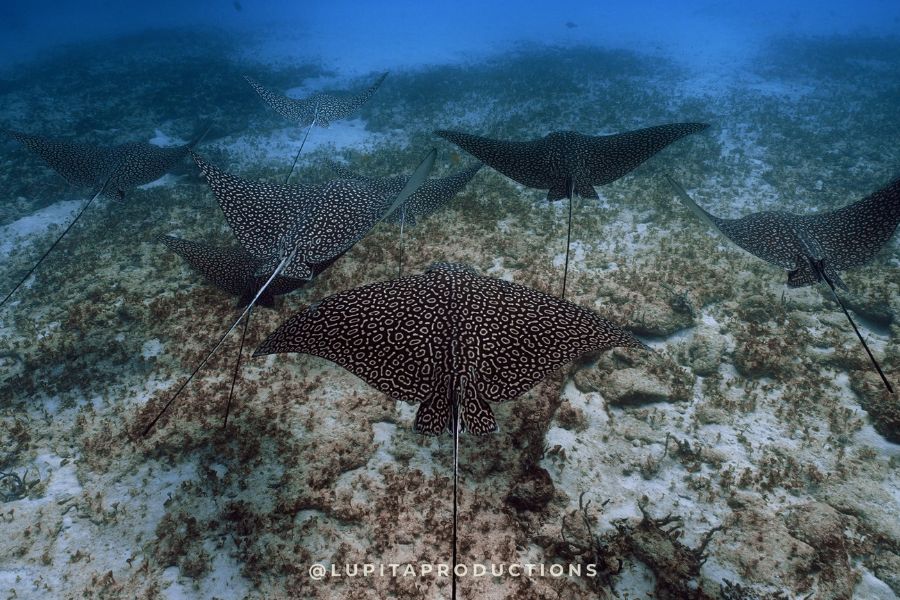 Alex Ruiz (video and deep-sea photography in the Riviera Maya)
Dive into a world of wonder with Alex Ruiz's deep-sea pictures. With his help, we take you on a unique journey through the most stunning images of the depths of the Riviera Maya and Cozumel. From fascinating creatures to dreamlike underwater landscapes and cenotes, his deep-sea photos capture the essence of the ocean in its full splendor.
Alex is the main videographer and photographer for Dressel Divers. Practically 80% of the photos of the Mexican seabed you see on our website are his work. For years, he and his wife Sandra have provided us with deep-sea photographs. Thank you, Alex, for such fantastic work.