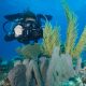 scuba diving pictures - main