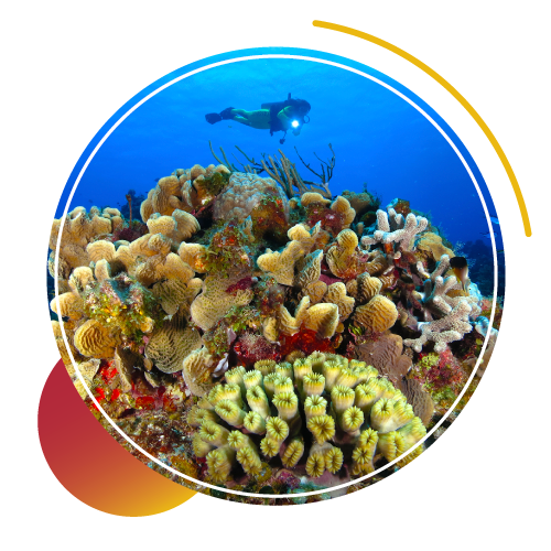 Diving Holidays Everything You Need To Know Before Booking Them