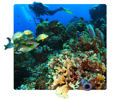 Diving excursions to cozumel