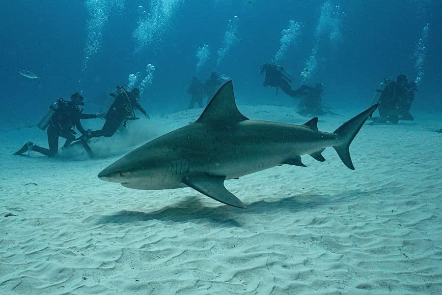 Diving time - Tiempo de buceo (6)