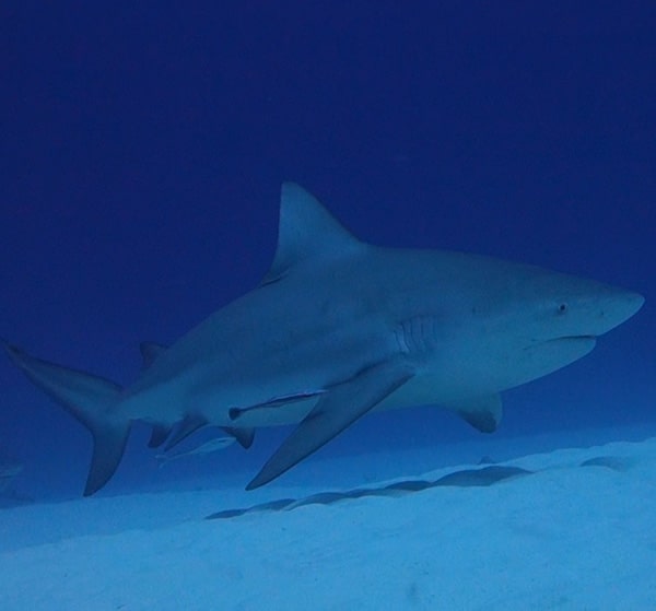 diving with bull sharks in playa del carmen - Contact