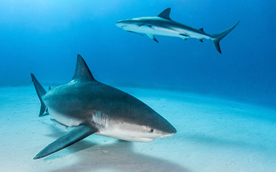 Diving With Bull Sharks Mexico
