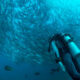 Do You Have to Know How to Swim to Scuba Dive - 1 - Tienes que saber nadar para bucear