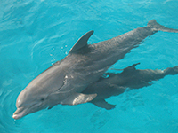 Dolphin